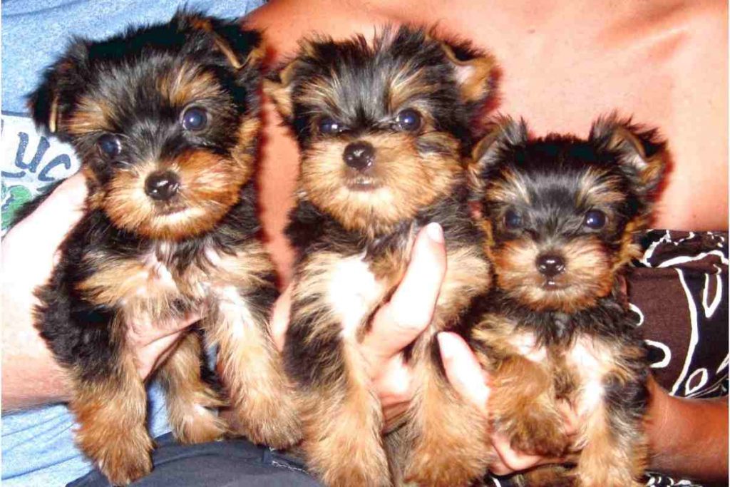 Craigslist Puppies for Sale