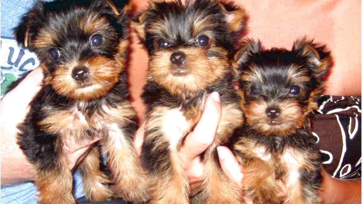 Craigslist Puppies for Sale