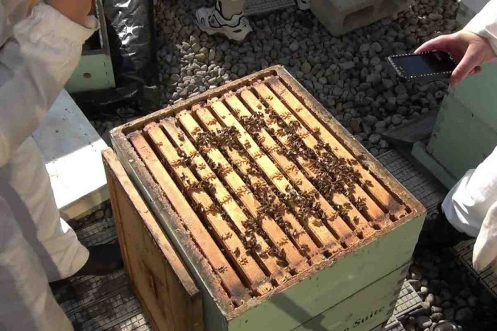 Honey Bee Cozy Winter Hives Wraps for Sale