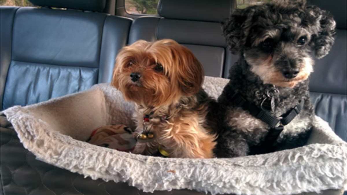 Best Car and Home Accessories for Dogs