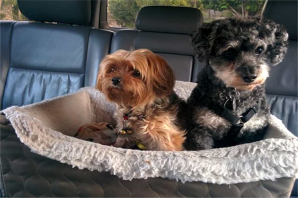 Best Car and Home Accessories for Dogs